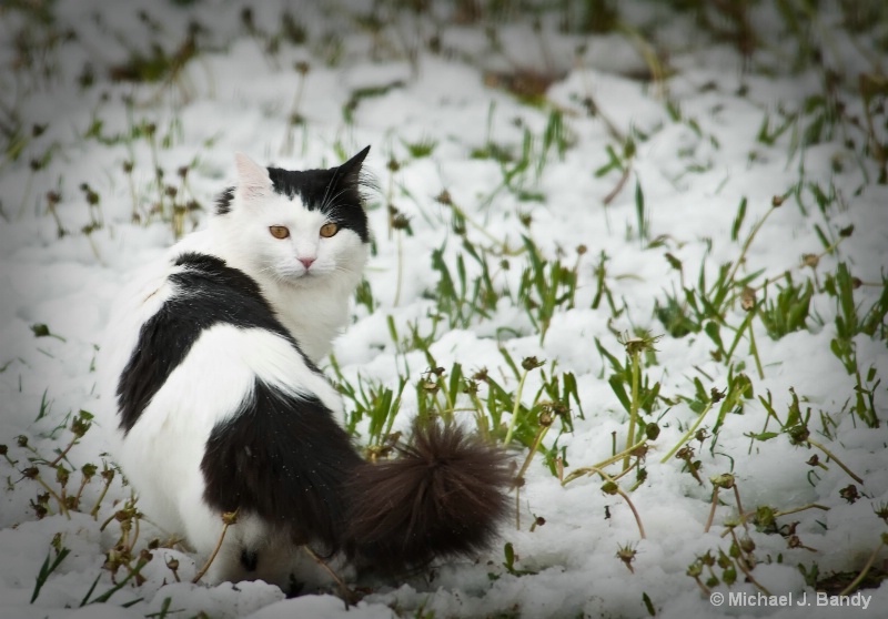 Domino the cat in the snow
