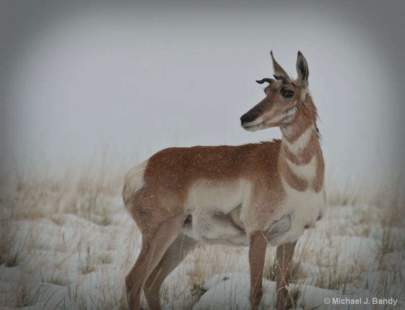 Pronghorn Antelope in the snow