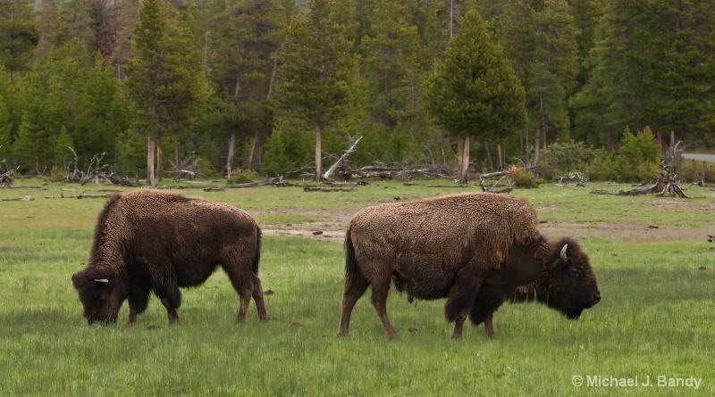 Bison in Yellowstone (a classic)