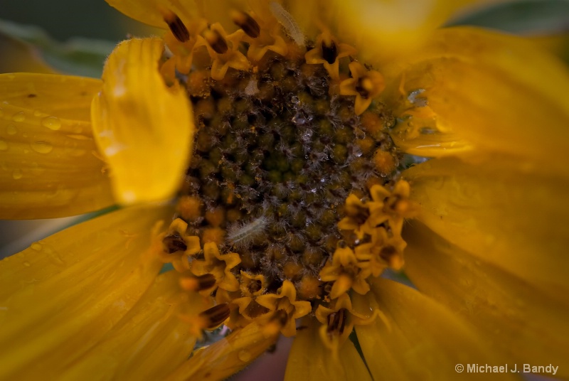 Arrowleaf Balsamroot 1