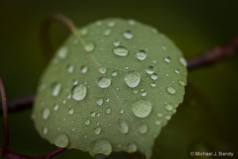 Leaf with morning dew