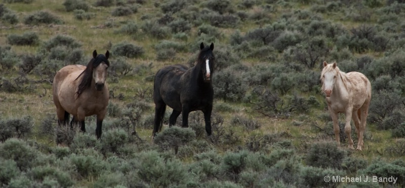 Wild Horses in Wyoming 1
