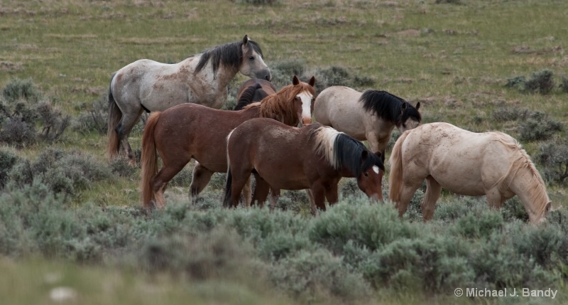 Wild Horses in Wyoming 2