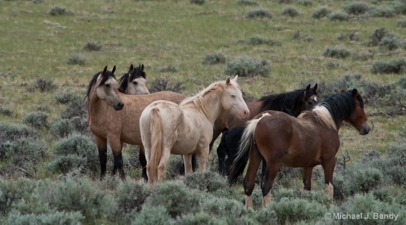 Wild Horses in Wyoming 3