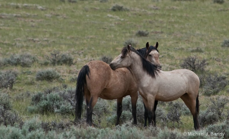 Wild Horses in Wyoming 4