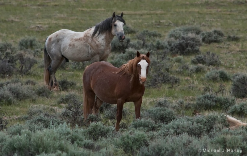 Wild Horses in Wyoming 5