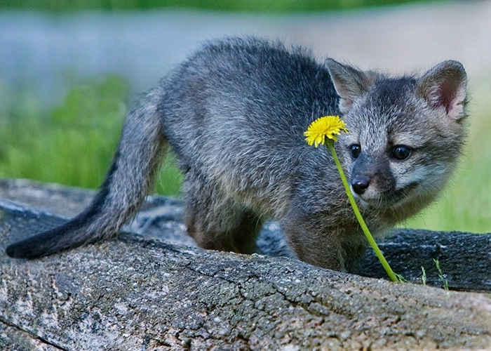 Grey Fox Pup with Flower