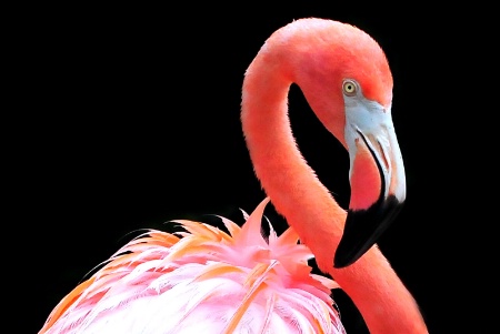 Caribbean Flamingo 