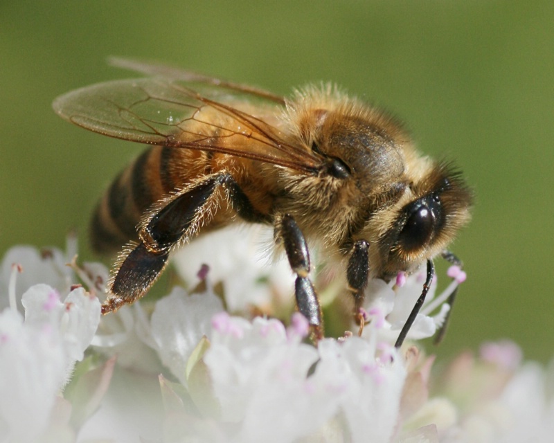 Bee - ID: 8563514 © Claudia/Theo Bodmer