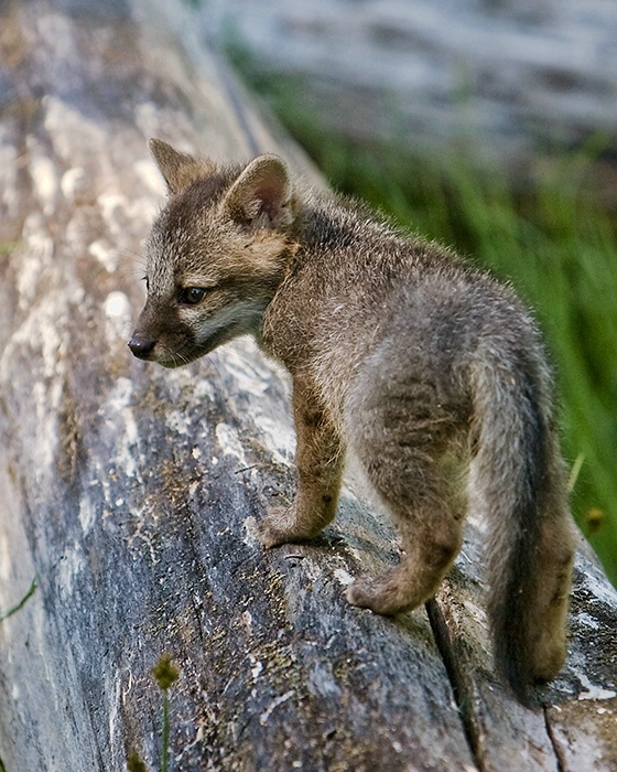 Grey Fox Pup