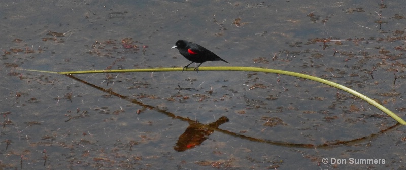 Red Wing Black Bird, Marin County CA 2009 - ID: 8564906 © Donald J. Comfort