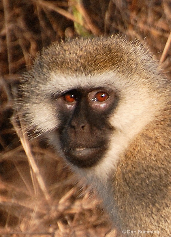 Monkey, Akagera N.P. Rwanda 2008 - ID: 8565329 © Donald J. Comfort