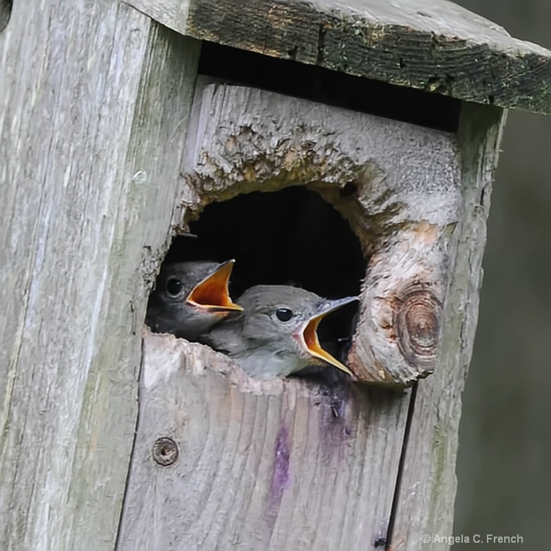 Singing for My Supper!