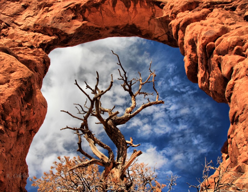 Arches Framed Tree