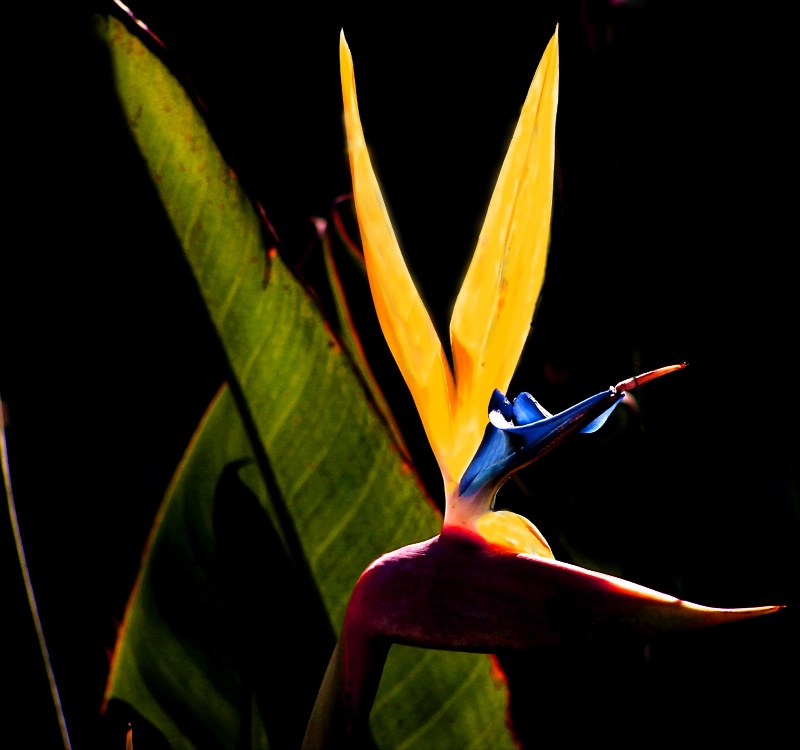 Bird of Paradise, Cape Town, S.Africa