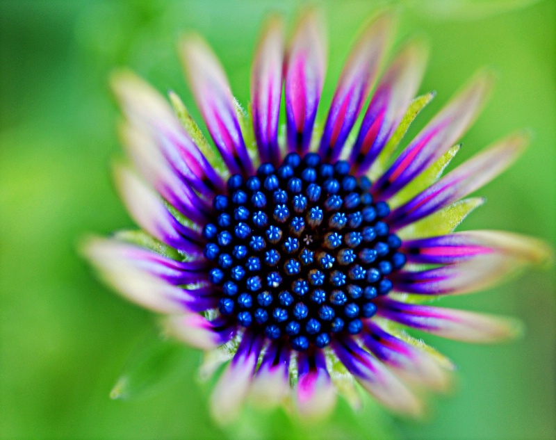 Hypnotic Flower