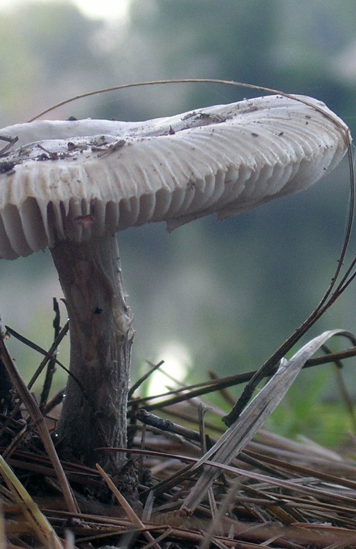 Mushroom morning