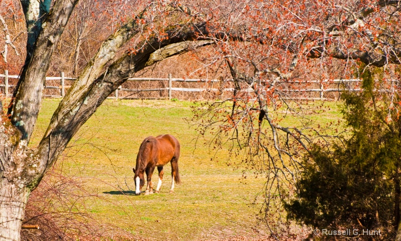 Horse in pasture