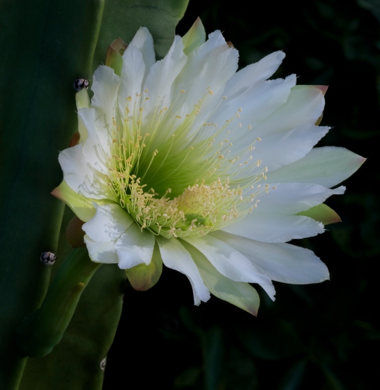 Night Blooming Cereus - ID: 8568351 © Patricia A. Casey