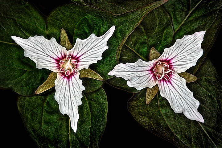 Painted Trilliums - ID: 8568417 © Eric Highfield