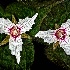 2Painted Trilliums - ID: 8568417 © Eric Highfield