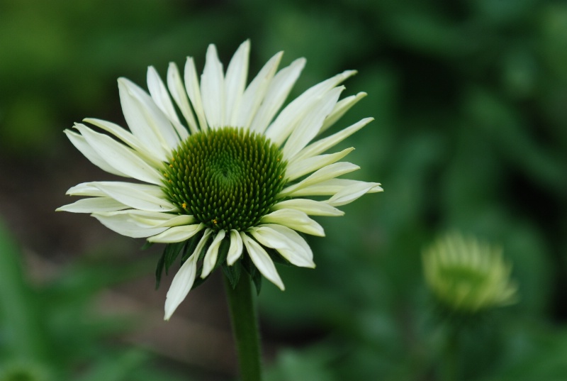 White flower 2
