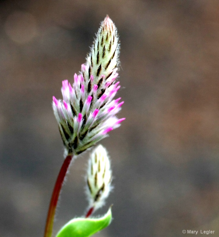 Ptilotus Joey