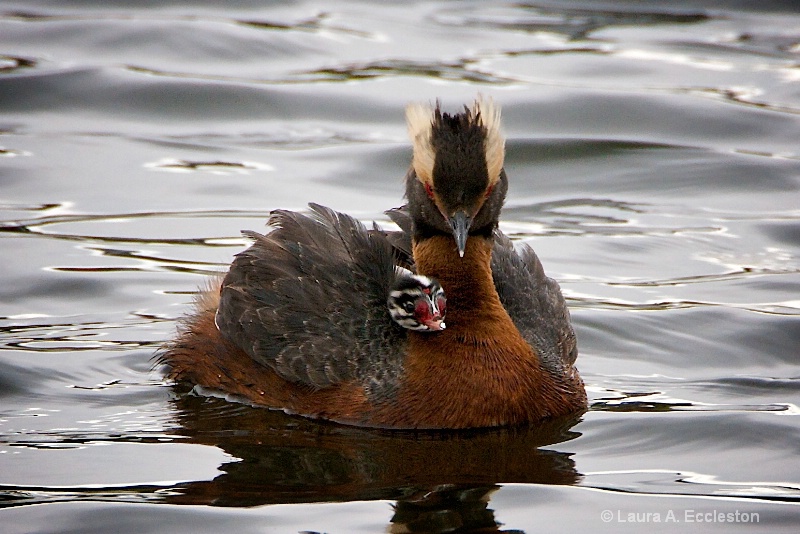 Horned Grebe with Chick
