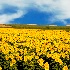© Thomas C. Geyer PhotoID # 8570061: Sunflower Field