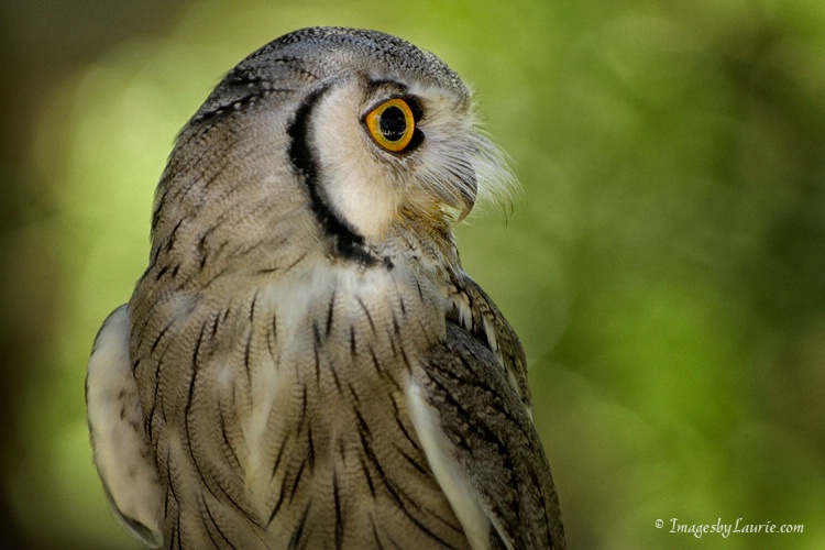 White-Faced Owl