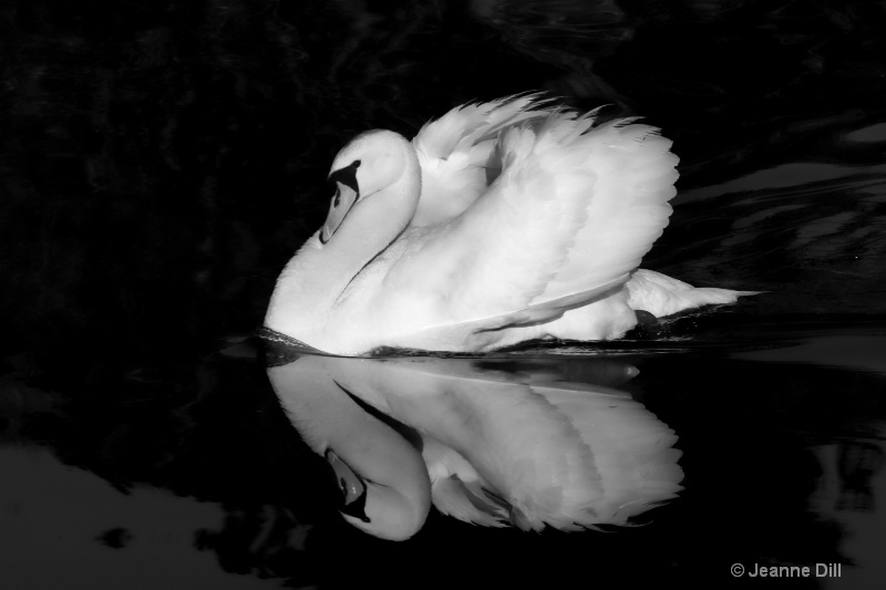 Wyuka Swan Portrait in Black and White