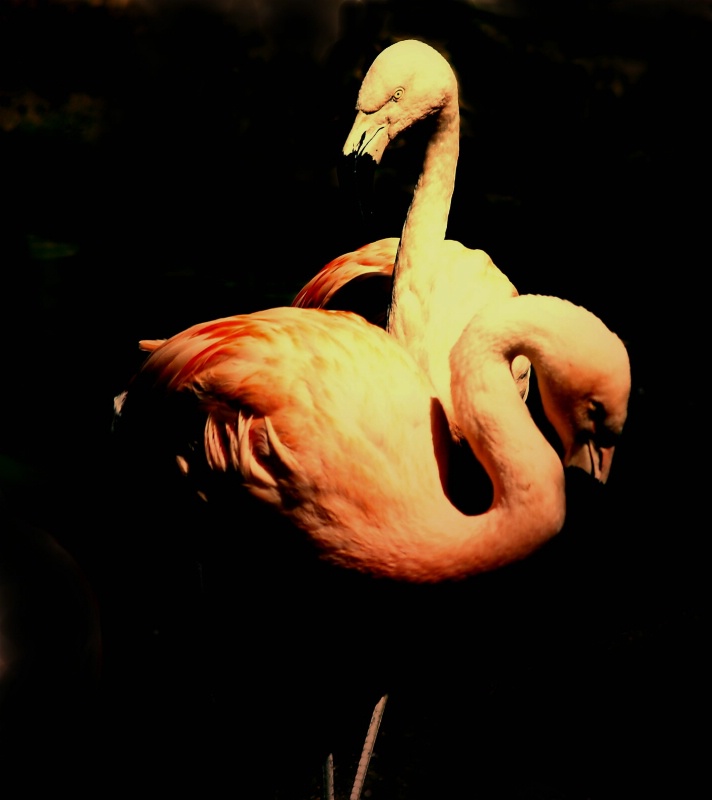 Flamingoes II