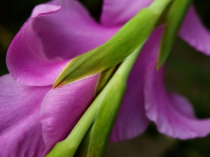 Gladiolus: Pink