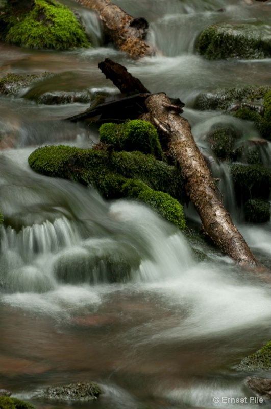 Forest and Stream - ID: 8575029 © Ernest S. Pile