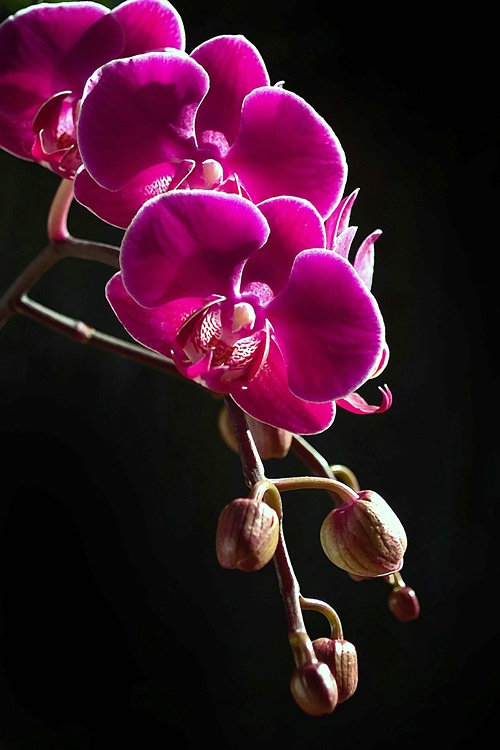 Orchid In The Light