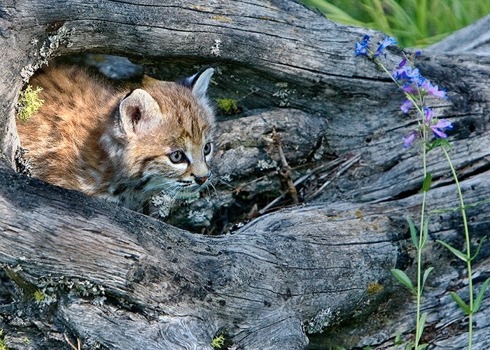 Lynx Kitten in Log