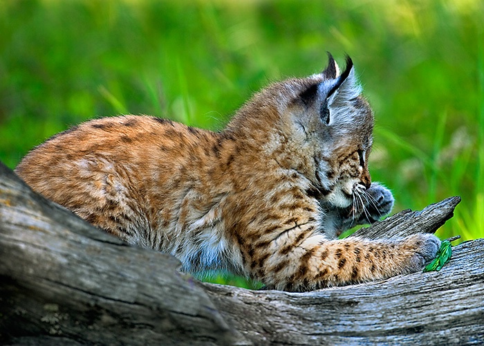Lynx Kitten on Log