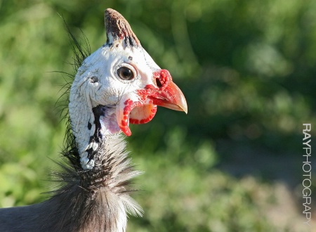 Guinea Foul