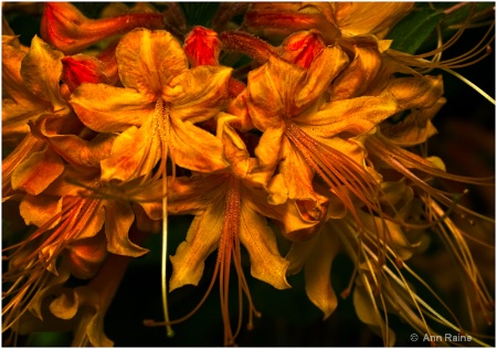 Florida Azalea