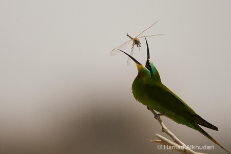 Blue-cheeked Bee-eater