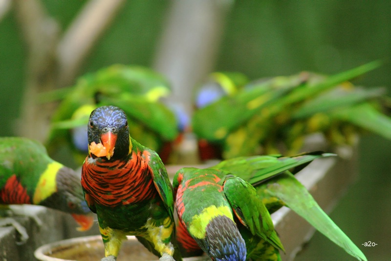 Rainbow Bird