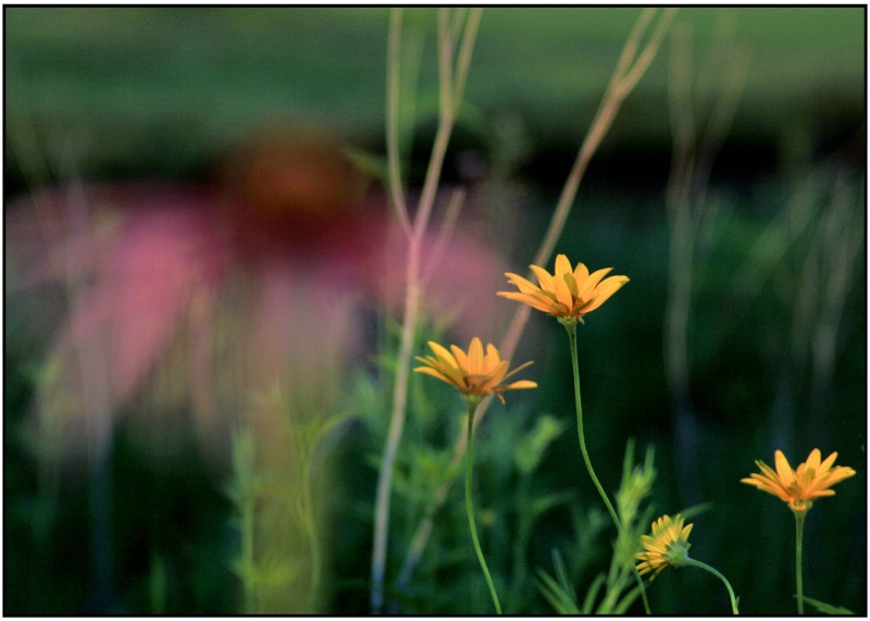 Companions on the Iowa prairie.