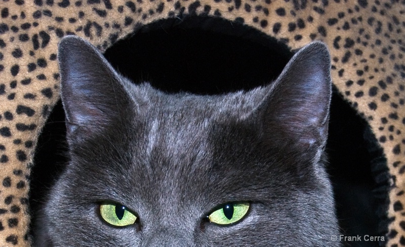 gray cat