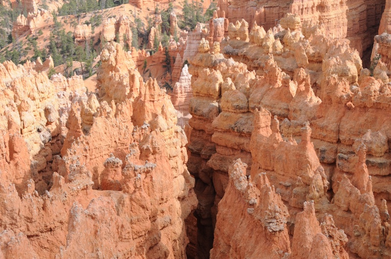 BRYCE CANYON  MAY, 2009 - ID: 8583633 © SHIRLEY MARGUERITE W. BENNETT