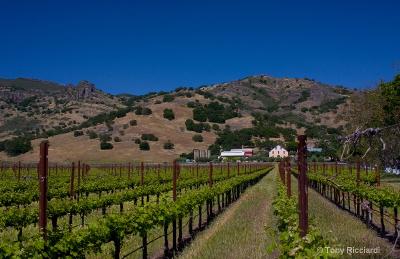 27 reguccio vineyard
