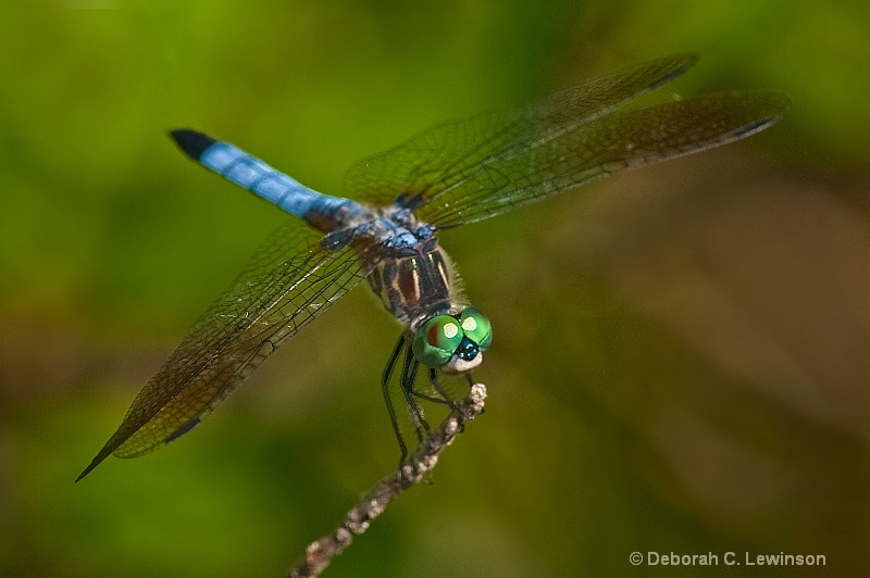 Blue Darner