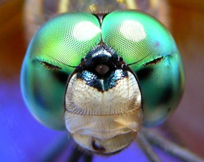 Bug-eyed