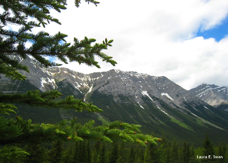 The Forest Through A Tree