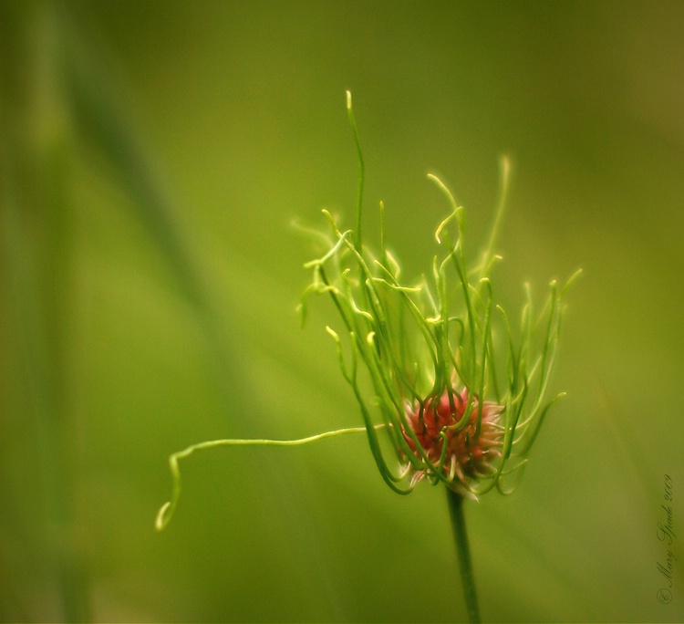 In the Meadow~2