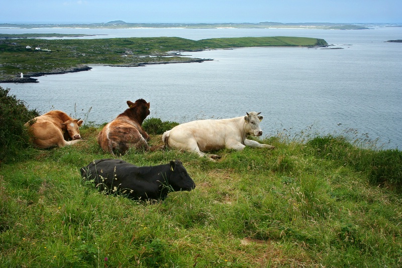 Cows on the edge